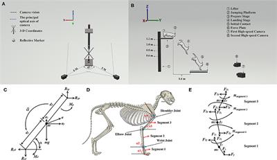 New Insights for the Design of Bionic Robots: Adaptive Motion Adjustment Strategies During Feline Landings